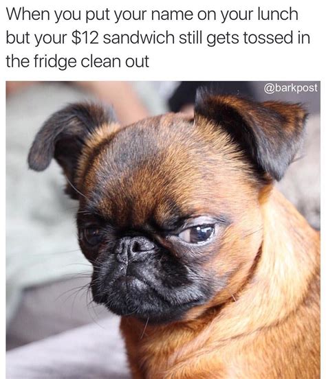 Why Tho Grumpy Dog Brussels Griffon Funny Memes