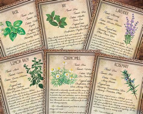 Printable Herbs Book Of Shadows Pages Set 1 Herbs And Plants