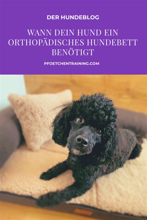 Dank dem einsatz spezieller materialien wird der rücken des. Orthopädisches Hundebett im Test | Pfötchentraining in 2020 | Hunde bett, Orthopädisches ...