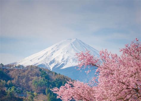 Mountain Fuji In Spring Cherry Blossom Sakura By Pongnathee Kluaythong