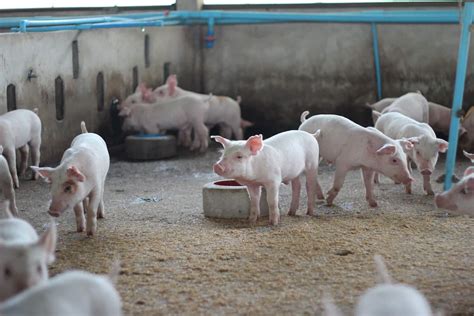 How To Raise Breeding Pigs Raisclaut