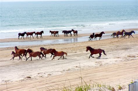 Wild Horses Fate In Outer Banks Lies In Preservation Clash The New