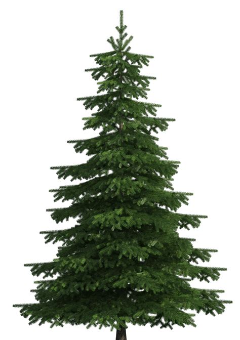 Sugar Pine Scots Pine Balsam Fir Tree Clip Art Pine Png Download