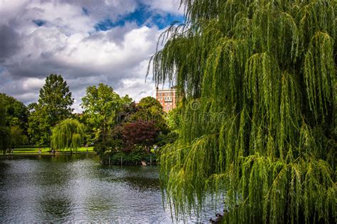 Weeping Willow Trees And A Pond In The Boston Public