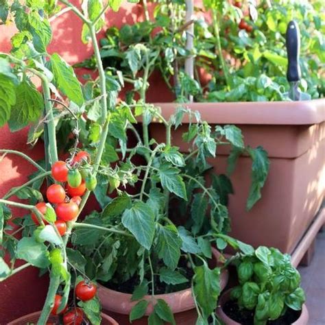 Culture Des Tomates En Pot Comment Faire Ooreka