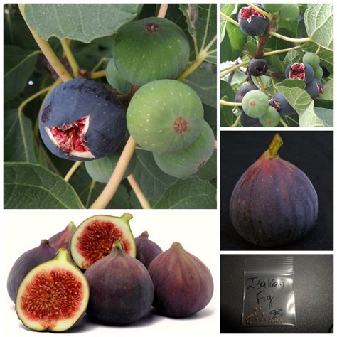 Italian Everbearing Fig Tree 25 Top Quality Seeds Extra Sweet