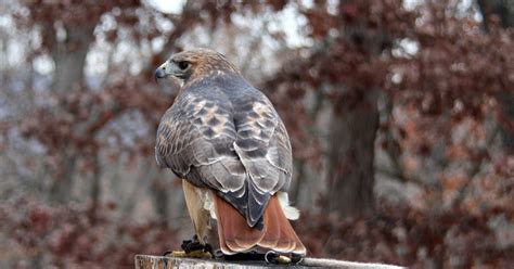 World Bird Sanctuary Birdlore Legend Of The Red Tailed Hawk