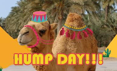 Hump Day Gif Over The Hump Unofficial
