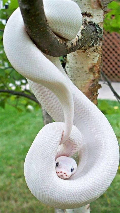 The Blue Eyed Leucistic Ball Python Is An Amazing Looking Paper White