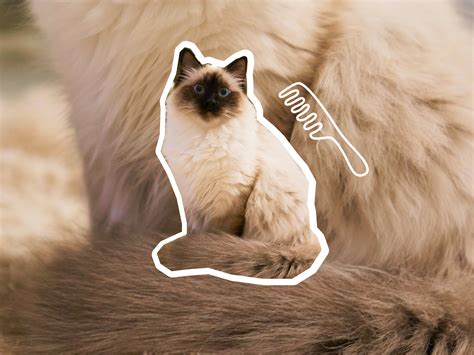Are Birman Cats Good With Dogs