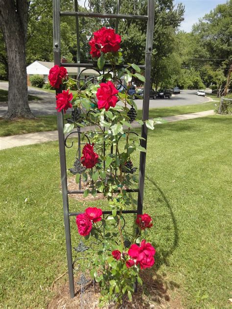 Two Year Old Red Climbing Roses From Heirloom Roses On A Decorative
