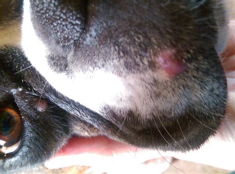 Red Bumps On Face Boxer Forum Boxer Breed Dog Forums
