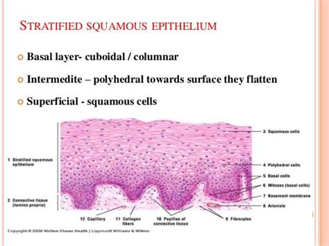 Stratified Squamous Epithelium Stratified Squamous Epithelium