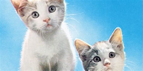 The Top 100 Most Punny And Funny Cat Names