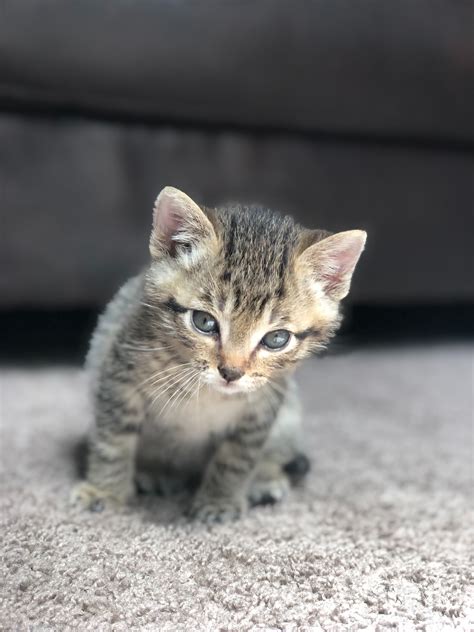 Information Regarding The Manx Cat Kittens Cutest Grey Tabby Kittens