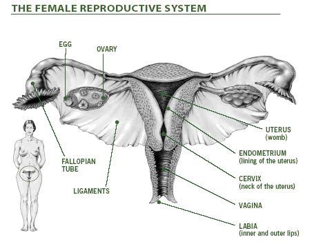 Anatomi Dan Fisiologi Sistem Reproduksi Wanita Bidan Profesional My Xxx Hot Girl
