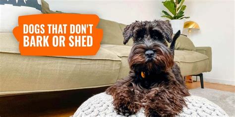 15 Dogs That Dont Bark Or Shed Description Special Care And Faq