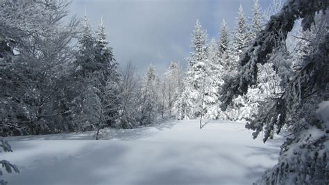 Images Gratuites Paysage Arbre Forêt Montagne Neige Hiver Blanc
