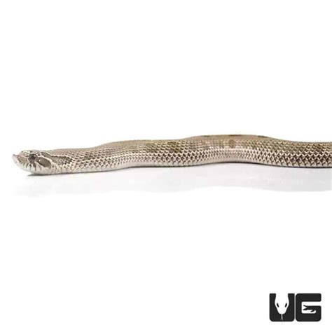 Baby Anaconda Western Hognose Snakes Heterodon Nasicus For Sale