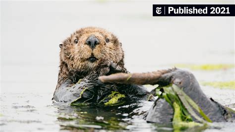 How Hungry Sea Otters Affect The Sex Lives Of Sea Grass The New York