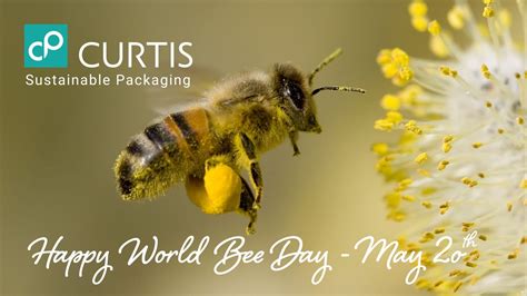 World Bee Day May 20th 2023 Curtis Packaging Reaffirms Its Commitment