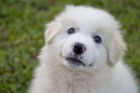 The maremma sheepdog will not blindly follow every command. Nathan | Maremma sheepdog puppy (40 days old) Il mio ...