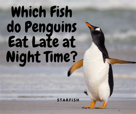 Best Funny Penguin Jokes For Children I Love Penguins