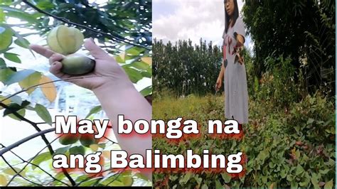 Dadalawin Natin Ang Aming Mga Tanimmay Bonga Na Ang Balimbing Garden