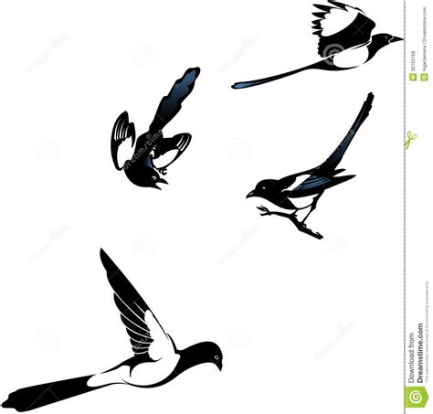 Magpies Clipart 20 Free Cliparts Download Images On Clipground 2024