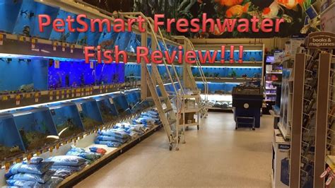 Petsmart Freshwater Fish Review Buying Aquarium Fish From Petsmart