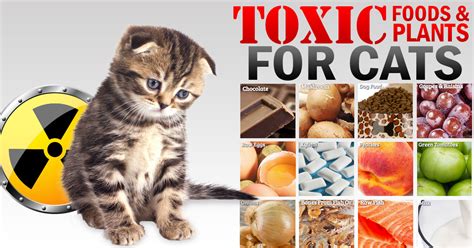 If you are feeding canned food, which contains a lot of water, that will make a sizeable contribution to total vet info discusses the use of pedialyte in cats. Toxic Foods and Plants for Cats