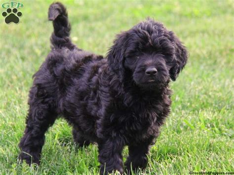 Goldendoodle Puppies For Sale In Pa Goldendoodle Black Puppies For Sale
