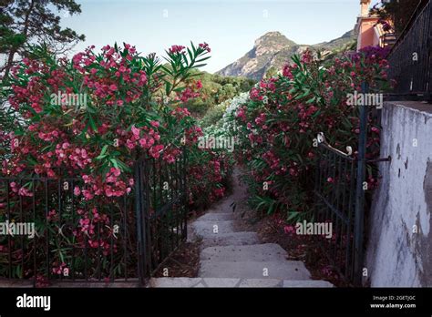 Nerium Oleander Italy Stockfotos Und Bilder Kaufen Alamy