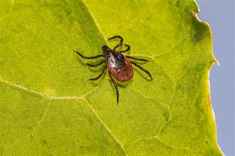 10 Types Of Ticks In Georgia With Pictures House Grail