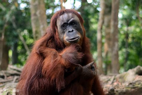 Deforestation is not the only thing that causes animals to become endangered or extinct, climate change, illegal hunting but deforestation is the leading cause of extinction in the amazon rainforest. Seeing Wild Orangutans In Indonesia - Earth Nutshell