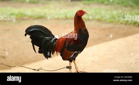 Rooster Bred And Raised In A Home In Quezon City Philippines Stock