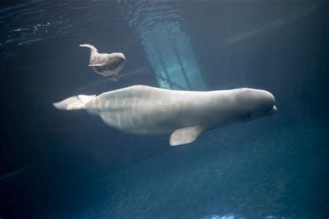 White Wolf Isnt She Lovely Gender Of Baby Beluga Whale Revealed
