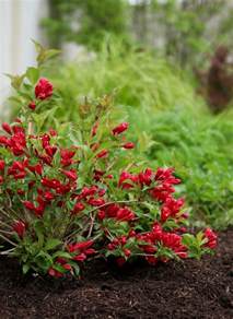 This plant has played a significant role in native history, and. Sonic Bloom® Red - Reblooming Weigela - Weigela florida ...