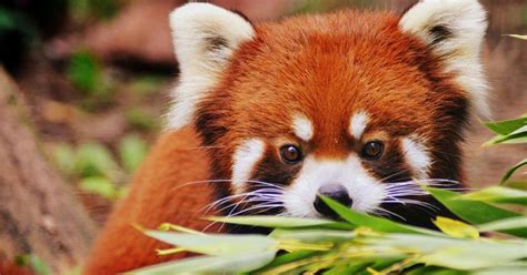 The official account of the toronto zoo, an organization that protects wildlife and wild spaces. Two red pandas were just born at the Toronto Zoo