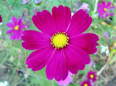 Filedark Pink Cosmos Flower Wikimedia Commons