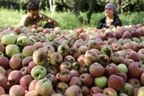 Fungal Scab Attack Can Spell Doom For Kashmirs Apple Growers This Year