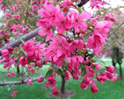 13 Of The Most Colorful Crabapple Trees For Your Yard 2022