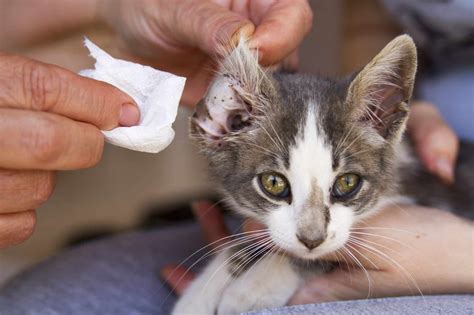Ear Mites In Cats What Are The Signs And How To Treat Them