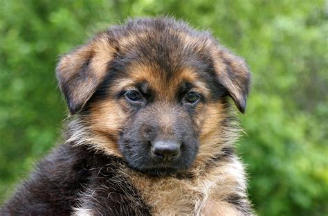 While the german shepherd is highly intelligent and trains fairly easily, they are no picnic for novice owners. German Shepherd Puppy Photograph by Sandy Keeton