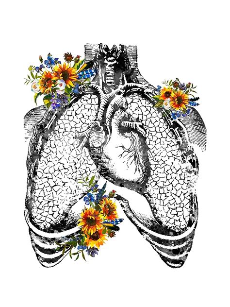 Human Heart And Lungs Poster For Sale By Erzebetth Redbubble