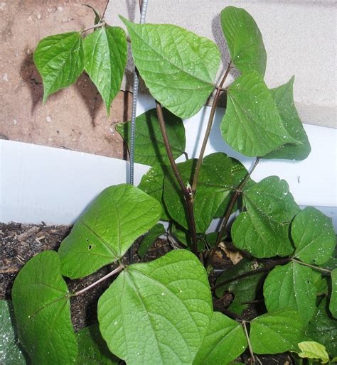 Green bean plant with purple flowers. The Scientific Gardener: Purple Hyacinth Bean