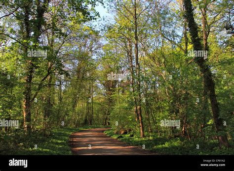Floodplain Forest And Forest Path In Spring Germany Stock Photo Alamy