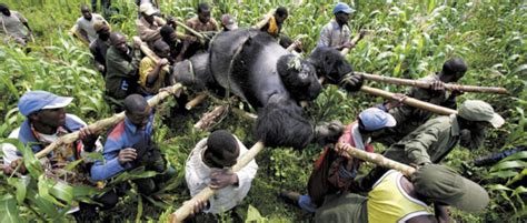 Gorillas Fight Back Against Loathsome Poachers Huffpost