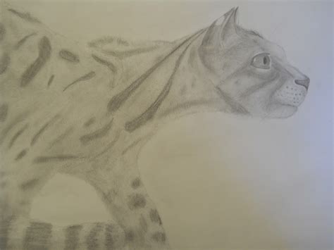 Creative Expressions Wild Animal Drawings In Pencil And Previews
