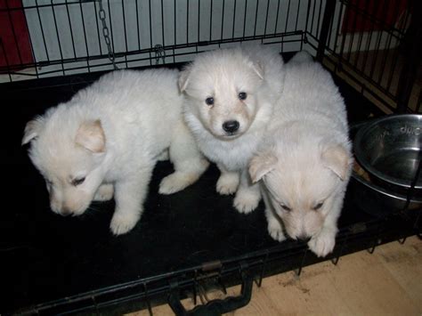 They will be suited to any role put in front of them even if that means working dog or as a family pet, they will thrive to be the best they can. 1 x White German Shepherd Female Puppy for Sale | Reading ...